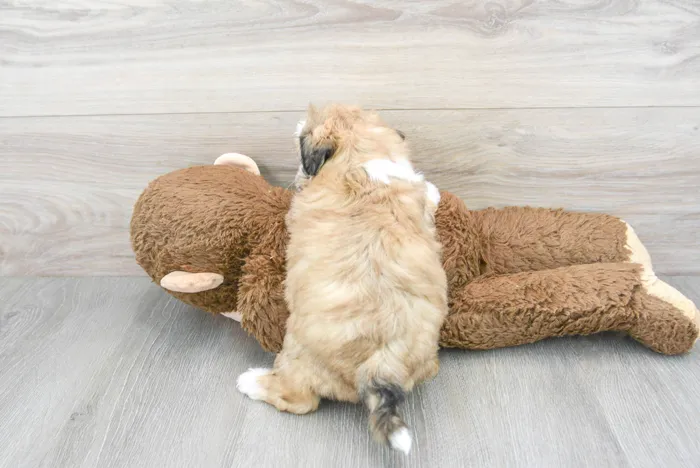 Female Teddy Bear puppy for sale at Pinogy Store.