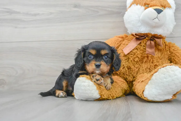 Female Cavalier King Charles Spaniel puppy for sale at Pinogy Store.