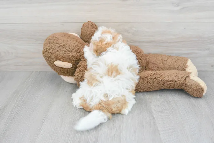 Male Teddy Bear puppy for sale at Pinogy Store.