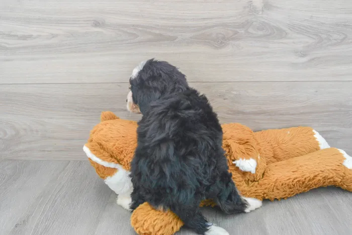 Female Mini Bernedoodle puppy for sale at Pinogy Store.