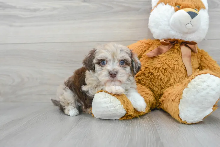 Female Havapoo puppy for sale at Pinogy Store.