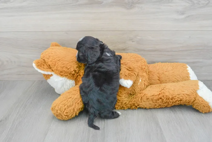 Male Cavapoo puppy for sale at Pinogy Store.