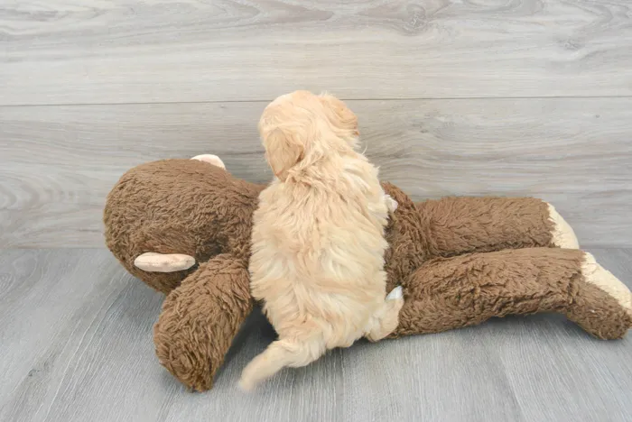 Male Cavachon puppy for sale at Pinogy Store.