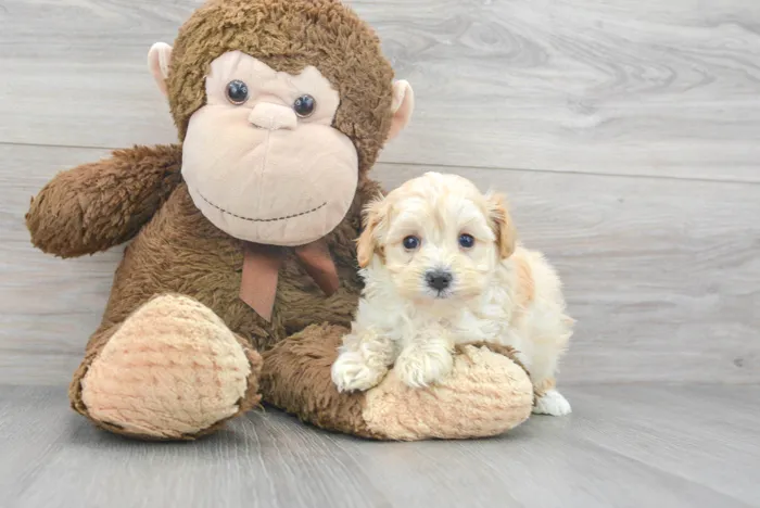 Male Maltipoo puppy for sale at Pinogy Store.