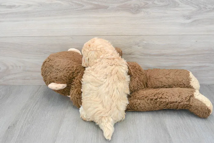 Male Maltipoo puppy for sale at Pinogy Store.