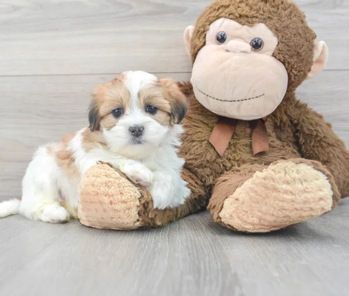 Female Teddy Bear puppy for sale at Pinogy Store.