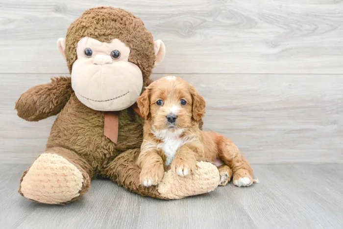 Female Cockapoo puppy named Jillian for sale at Pinogy Store.