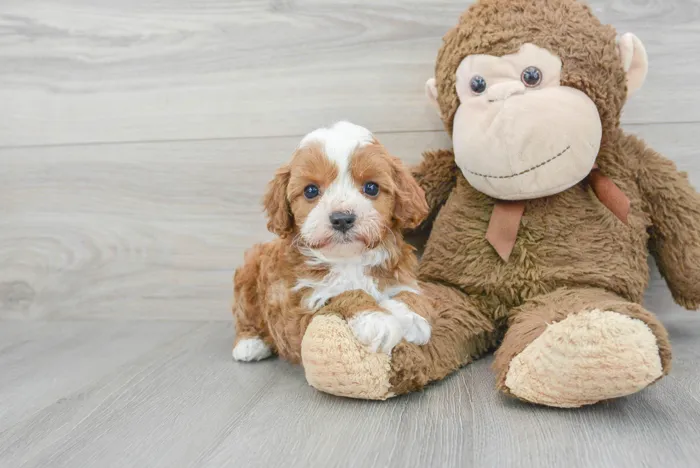 Male Cavapoo puppy for sale at Pinogy Store.