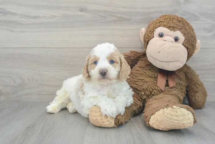 Male Cavapoo puppy for sale at Pinogy Store.
