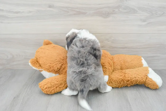 Male Hybrid puppy for sale at Pinogy Store.