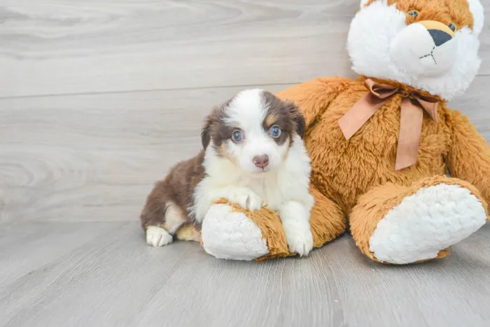 Female Mini Aussie puppy for sale at Pinogy Store.