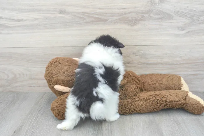 Male Pomeranian puppy for sale at Pinogy Store.