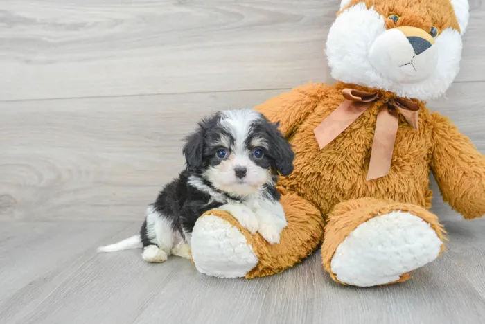 Male Cavachon puppy for sale at Pinogy Store.