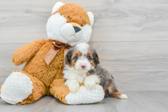 Female Mini Aussiedoodle puppy for sale at Pinogy Store.