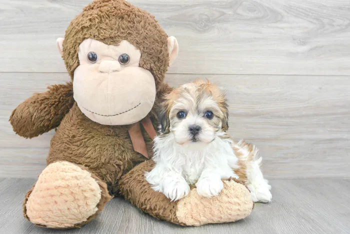 Female Hava-Chon puppy for sale at Pinogy Store.