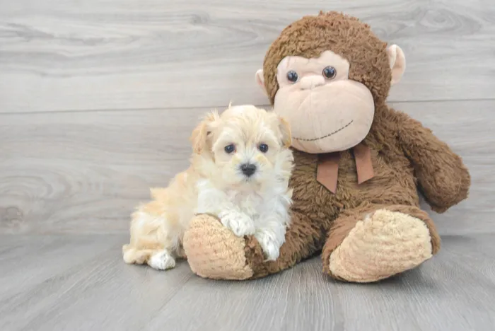Female Maltipoo puppy for sale at Pinogy Store.