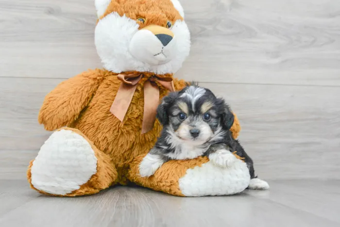 Female Mini Aussiedoodle puppy for sale at Pinogy Store.