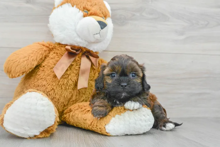 Male Hybrid puppy for sale at Pinogy Store.