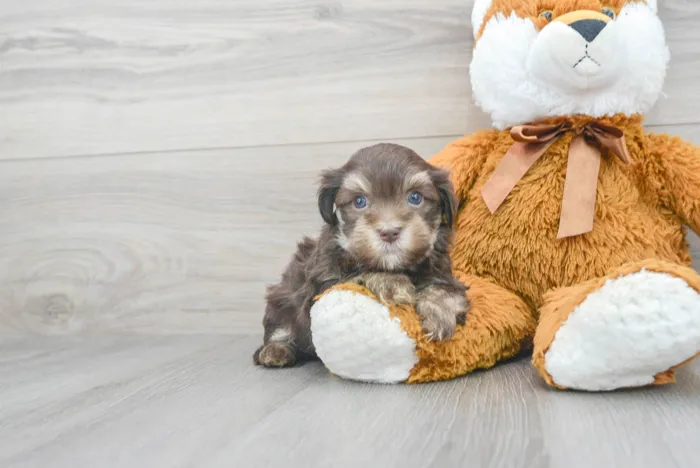 Male Havanese puppy for sale at Pinogy Store.