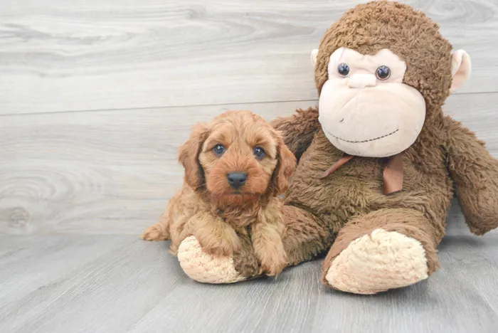 Male Cavapoo puppy for sale at Pinogy Store.