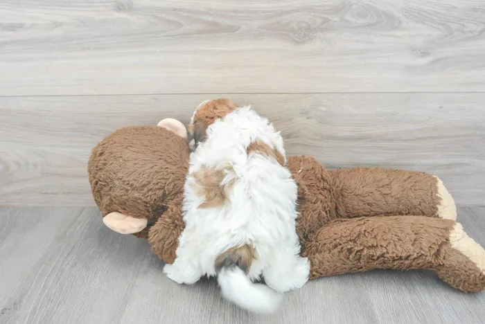 Female Teddy Bear puppy for sale at Pinogy Store.