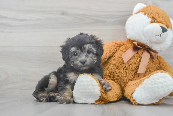 Female Mini Aussiedoodle puppy for sale at Pinogy Store.