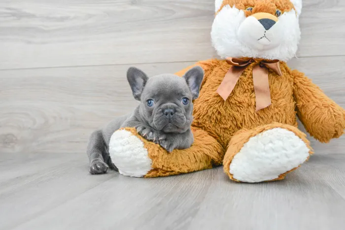 Male French Bulldog puppy for sale at Pinogy Store.