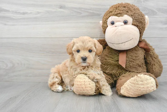 Female Maltipoo puppy for sale at Pinogy Store.