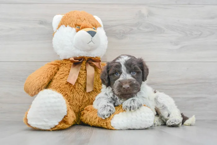 Female Portuguese Water Dog puppy for sale at Pinogy Store.