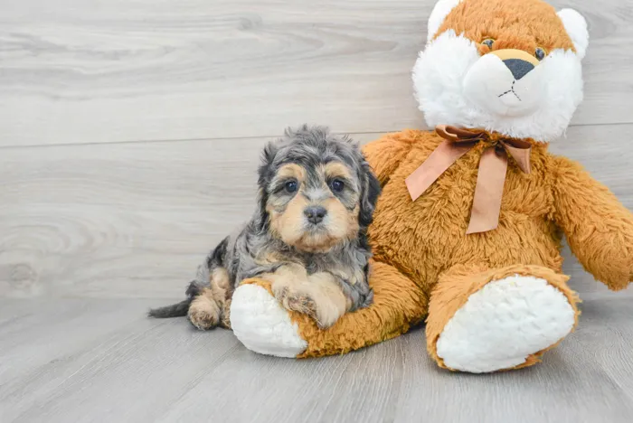 Female Cavapoo puppy for sale at Pinogy Store.