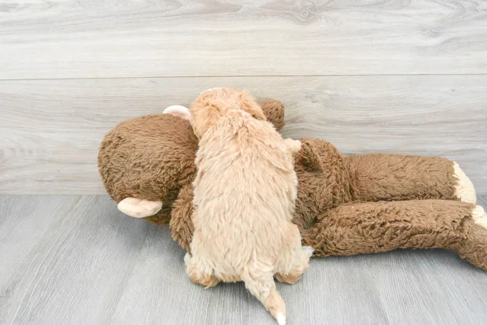 Female Maltipoo puppy for sale at Pinogy Store.