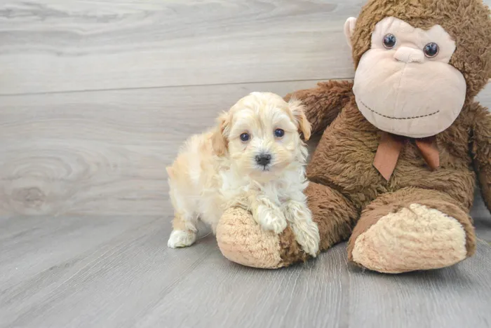 Male Maltipoo puppy for sale at Pinogy Store.