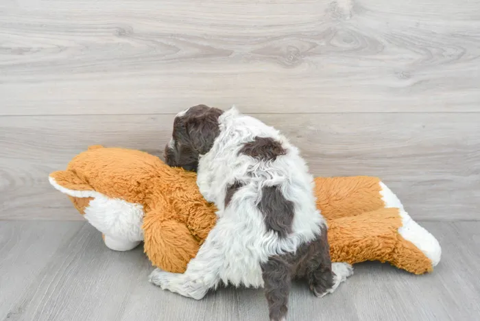 Female Portuguese Water Dog puppy for sale at Pinogy Store.