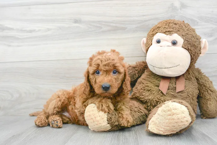 Male Mini Goldendoodle puppy for sale at Pinogy Store.