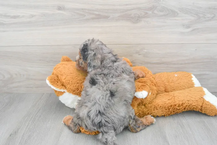 Female Cavapoo puppy for sale at Pinogy Store.