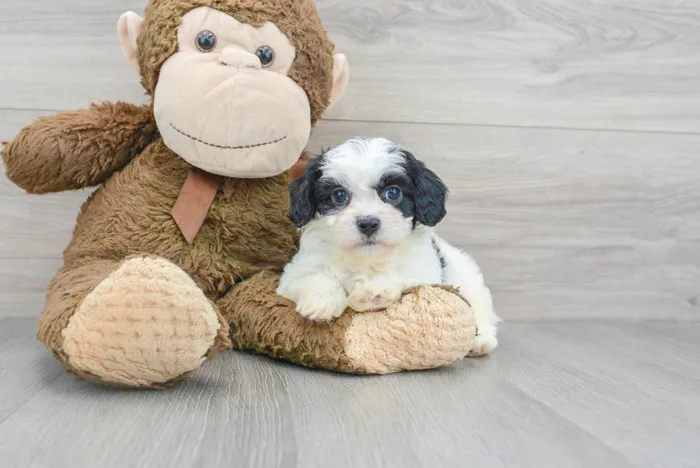 Male Cavapoo puppy for sale at Pinogy Store.