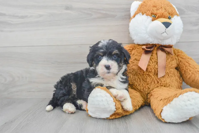 Female Mini Bernedoodle puppy for sale at Pinogy Store.