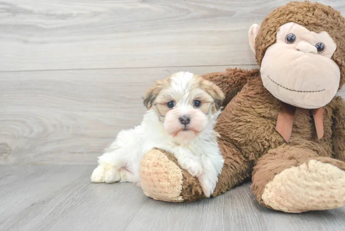 Female Havanese puppy for sale at Pinogy Store.