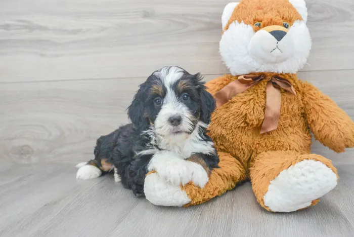 Female Mini Bernedoodle puppy for sale at Pinogy Store.