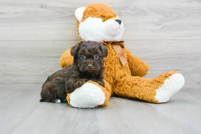 Female Havapoo puppy for sale at Pinogy Store.