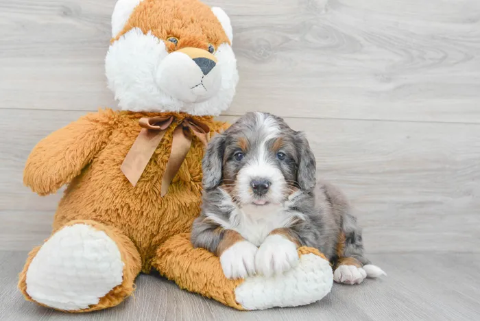Male Mini Bernedoodle puppy named Thomas for sale at Pinogy Store.