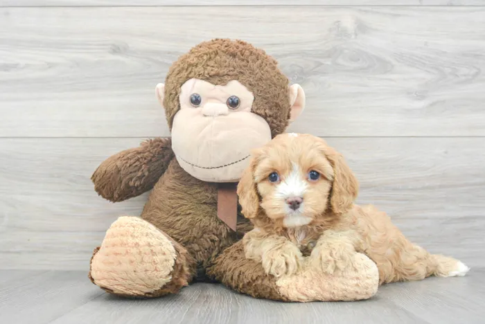 Female Cavapoo puppy for sale at Pinogy Store.