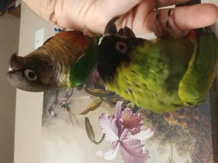Unknown Conure bird for sale at Pinogy Store.