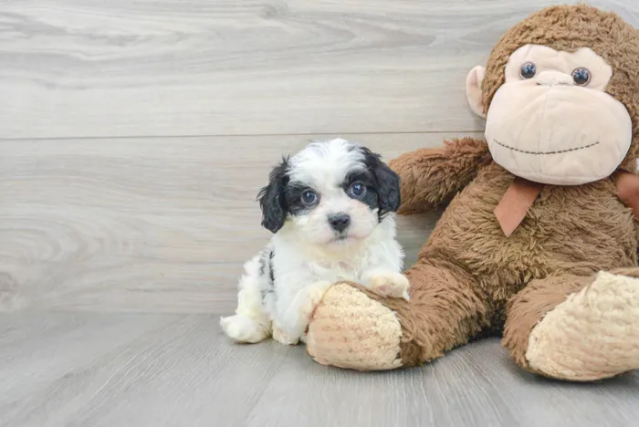 Male Cavapoo puppy for sale at Pinogy Store.