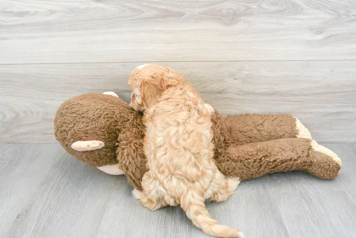 Female Cavapoo puppy for sale at Pinogy Store.