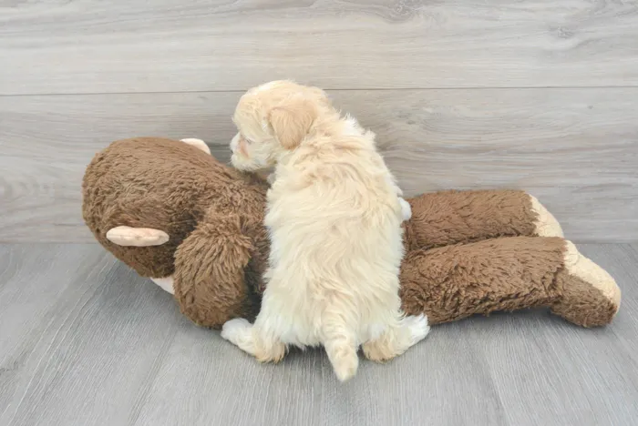Female Maltipoo puppy for sale at Pinogy Store.