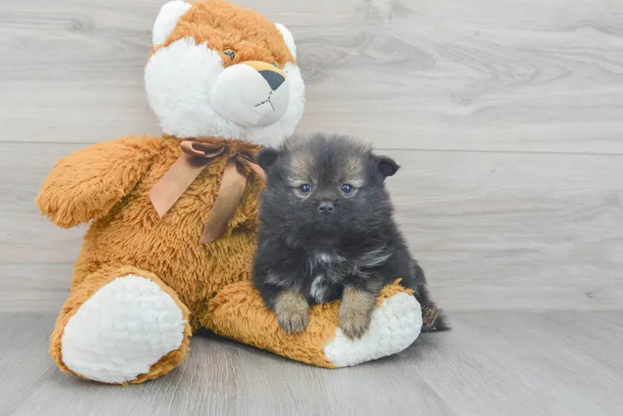 Female Pomeranian puppy for sale at Pinogy Store.