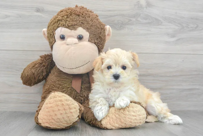 Female Maltipoo puppy for sale at Pinogy Store.