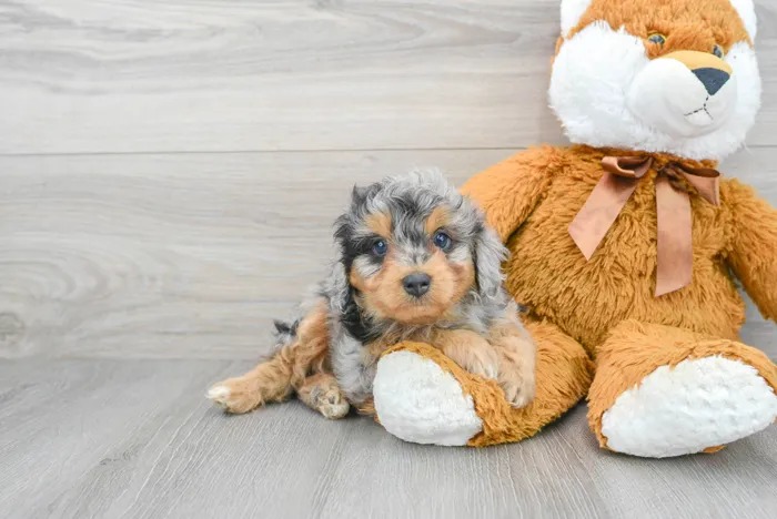Male Mini Aussiedoodle puppy for sale at Pinogy Store.
