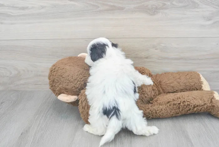 Male Teddy Bear puppy for sale at Pinogy Store.